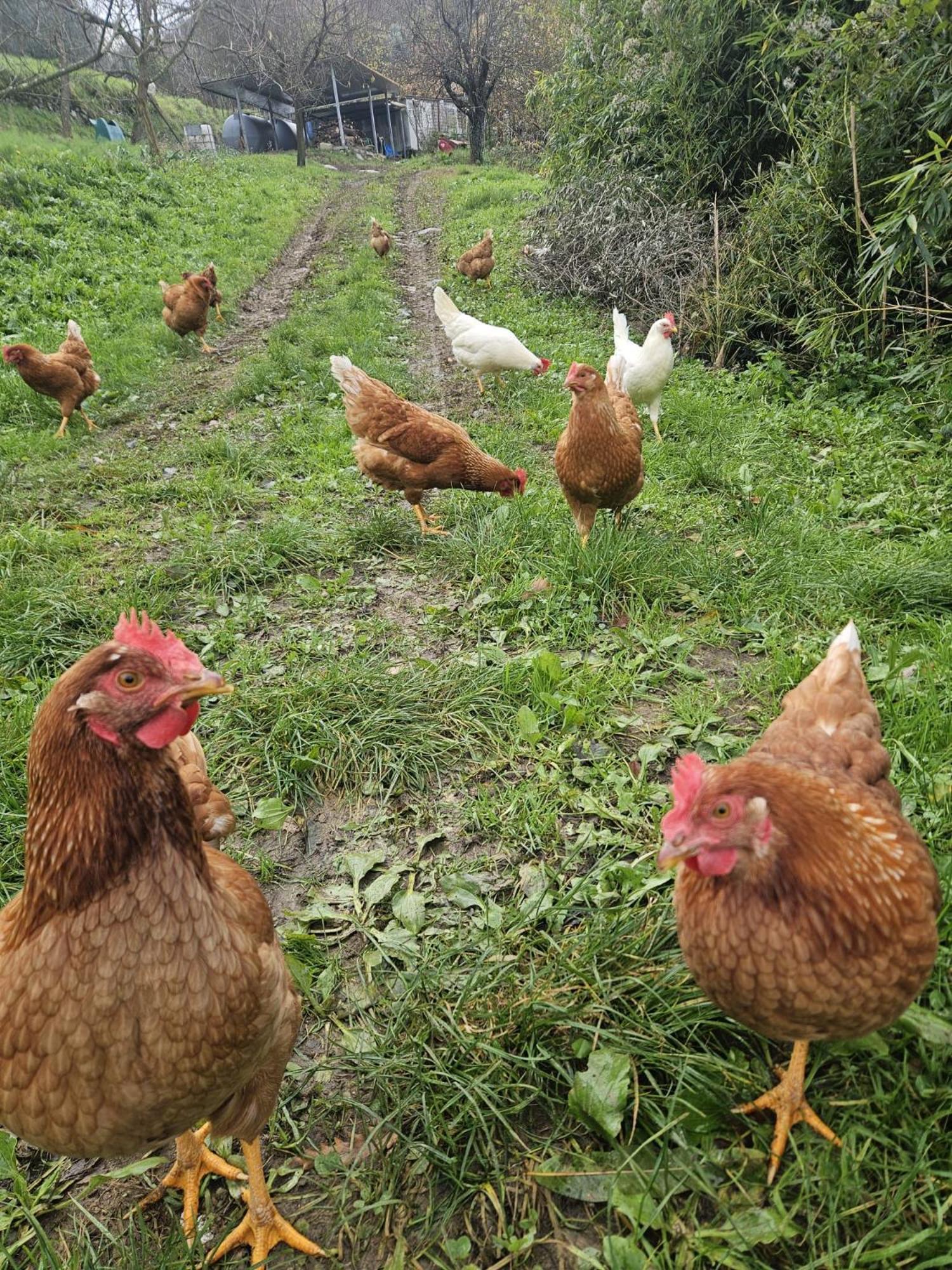 Séjour à la ferme Podere Il Sorriso Degli Angeli
